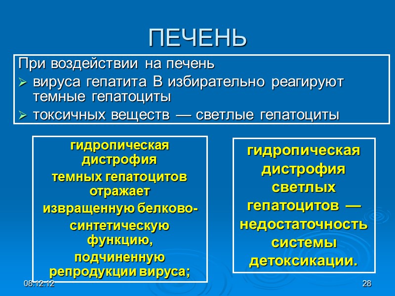 ПЕЧЕНЬ При воздействии на печень  вируса гепатита В избирательно реагируют темные гепатоциты токсичных